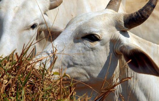 Governo do Pará confirma caso de ‘vaca louca’ no interior do estado