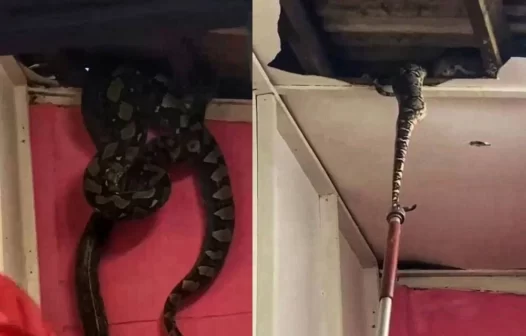 Morador encontra duas cobras gigantes acasalando no teto de casa