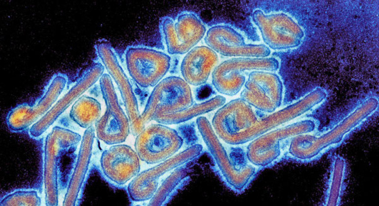 OMS confirma surto do vírus de Marburg, considerado um dos mais letais do mundo
