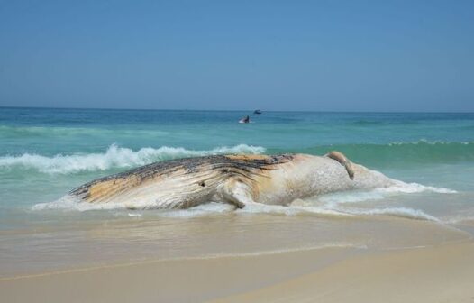 Projeto encontra mais de 30 mil animais mortos em praias no Brasil