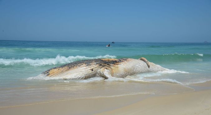 Projeto encontra mais de 30 mil animais mortos em praias no Brasil