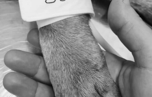 Cachorro Milagre que teve as patas traseiras decepadas, será homenageado no sábado (4)