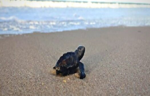 Órgãos ambientais alertam sobre cuidados com ninhos de tartarugas