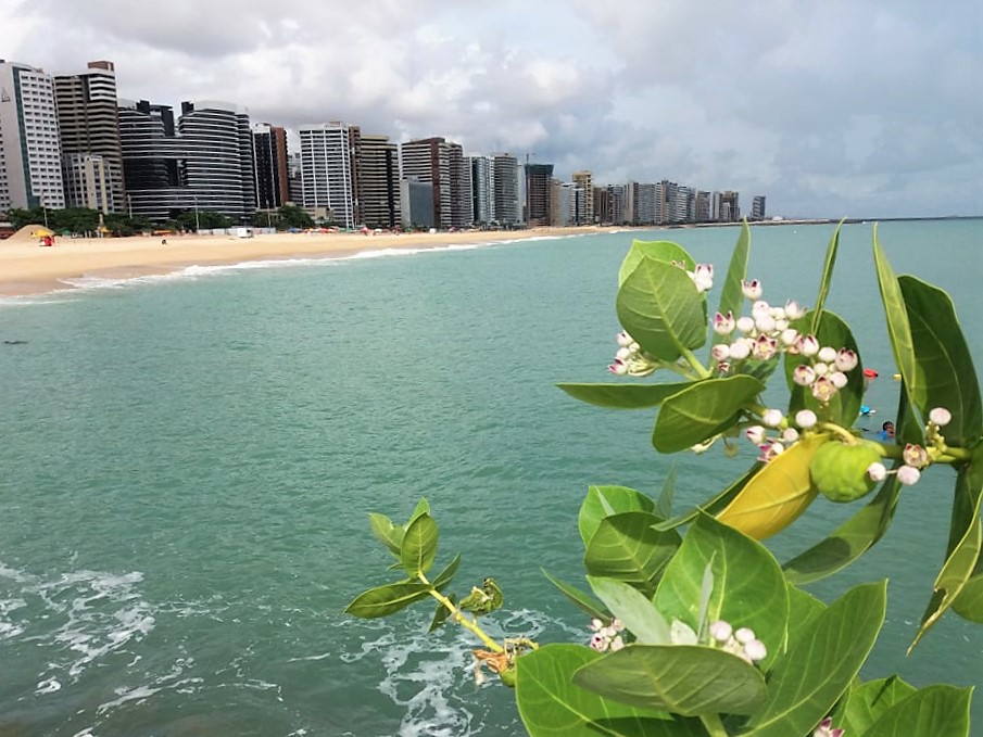 15 trechos de praias em Fortaleza estão próprios para banho neste fim de semana