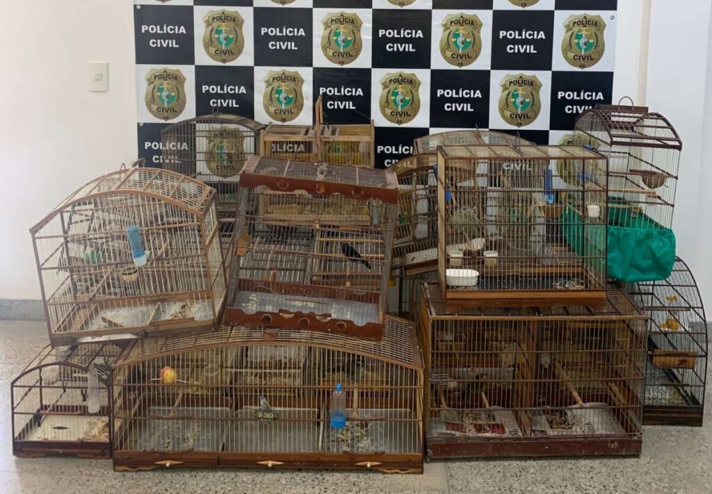 33 pássaros silvestres são resgatados e homem é autuado em flagrante em Fortaleza