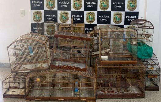 33 pássaros silvestres são resgatados e homem é autuado em flagrante em Fortaleza