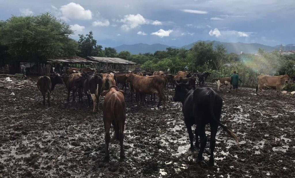 43 animais roubados em Sobral são recuperados após megaoperação policial