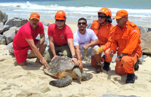 Tartaruga marinha de 60 quilos é resgatada na praia da Tabuba, em Caucaia