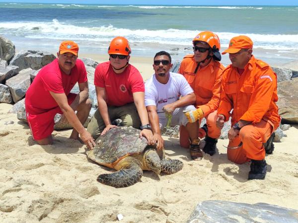 Tartaruga marinha de 60 quilos é resgatada na praia da Tabuba, em Caucaia