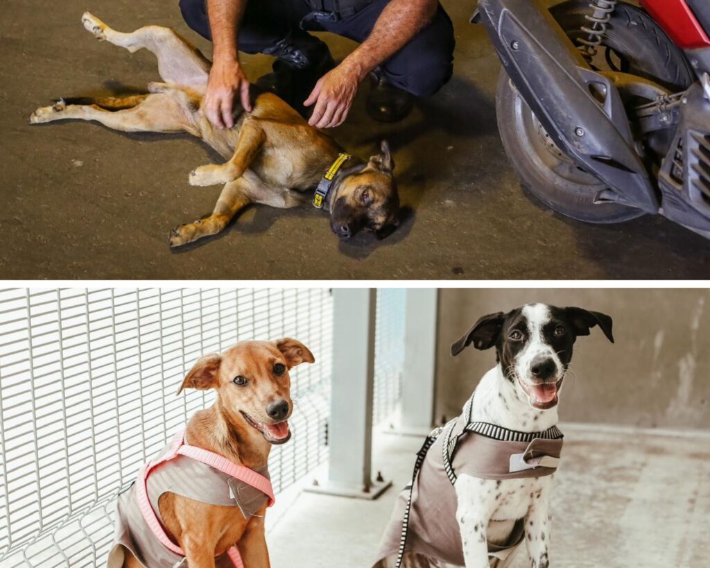 Castelão adota três cachorros como mascotes da Arena