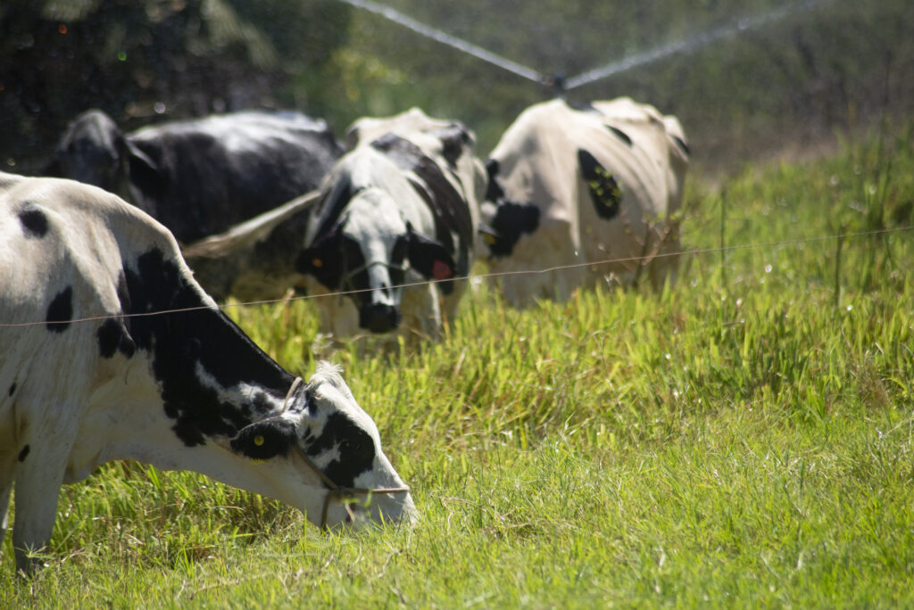 Ipece anunciou balanço 2022 com crescimento de quase 1%