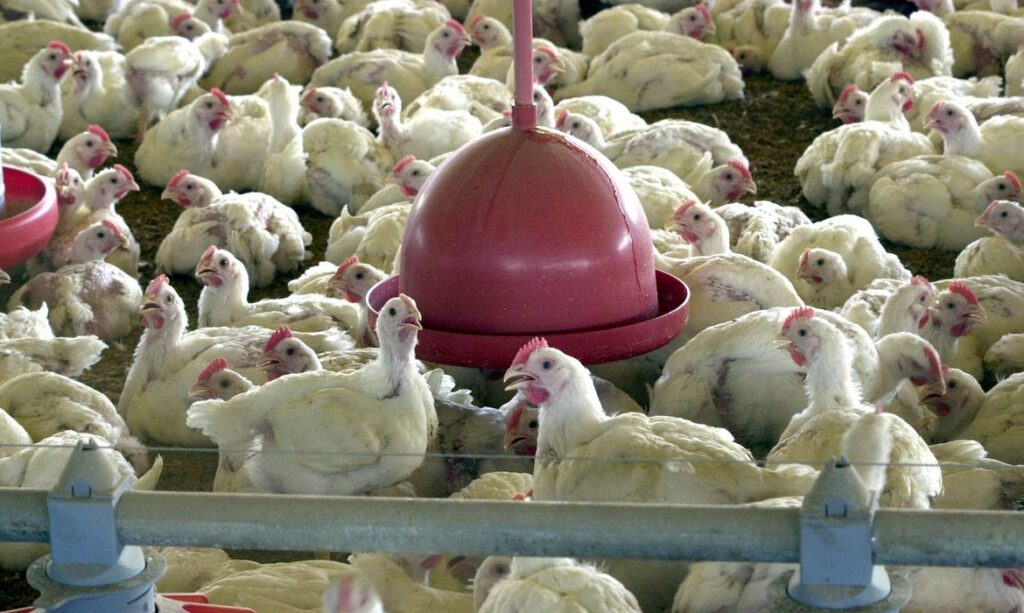Ministério da Agricultura suspende feiras de aves para evitar gripe aviária no país