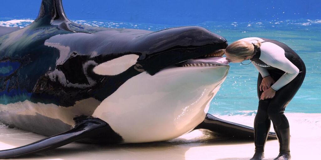 Após 52 anos em cativeiro, Orca Lolita será libertada nos EUA