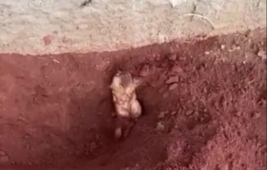 Vídeo: cadela sobrevive após ser enterrada viva por idosa