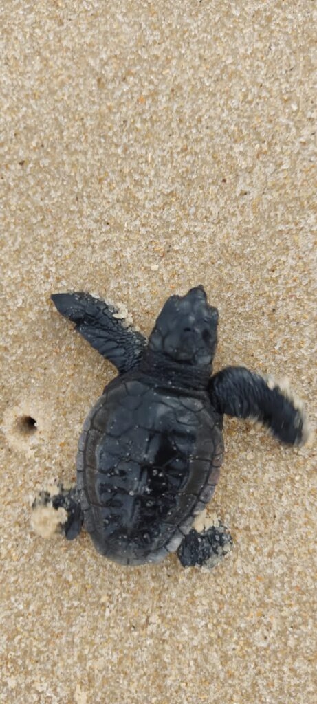 Pela primeira vez, tartarugas em extinção da espécie Cabeçuda nascem no litoral de Caucaia