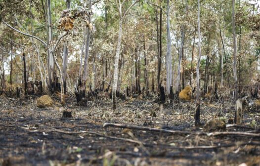 Brasil queimou área equivalente a Colômbia e Chile entre 1985 e 2022