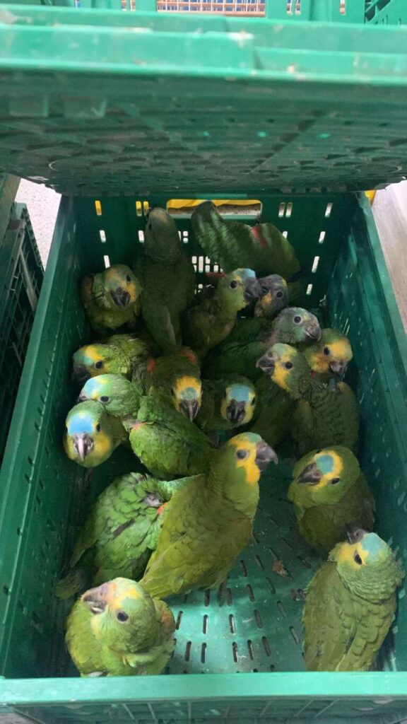 161 aves silvestres são apreendidas em Fortaleza e Parambu