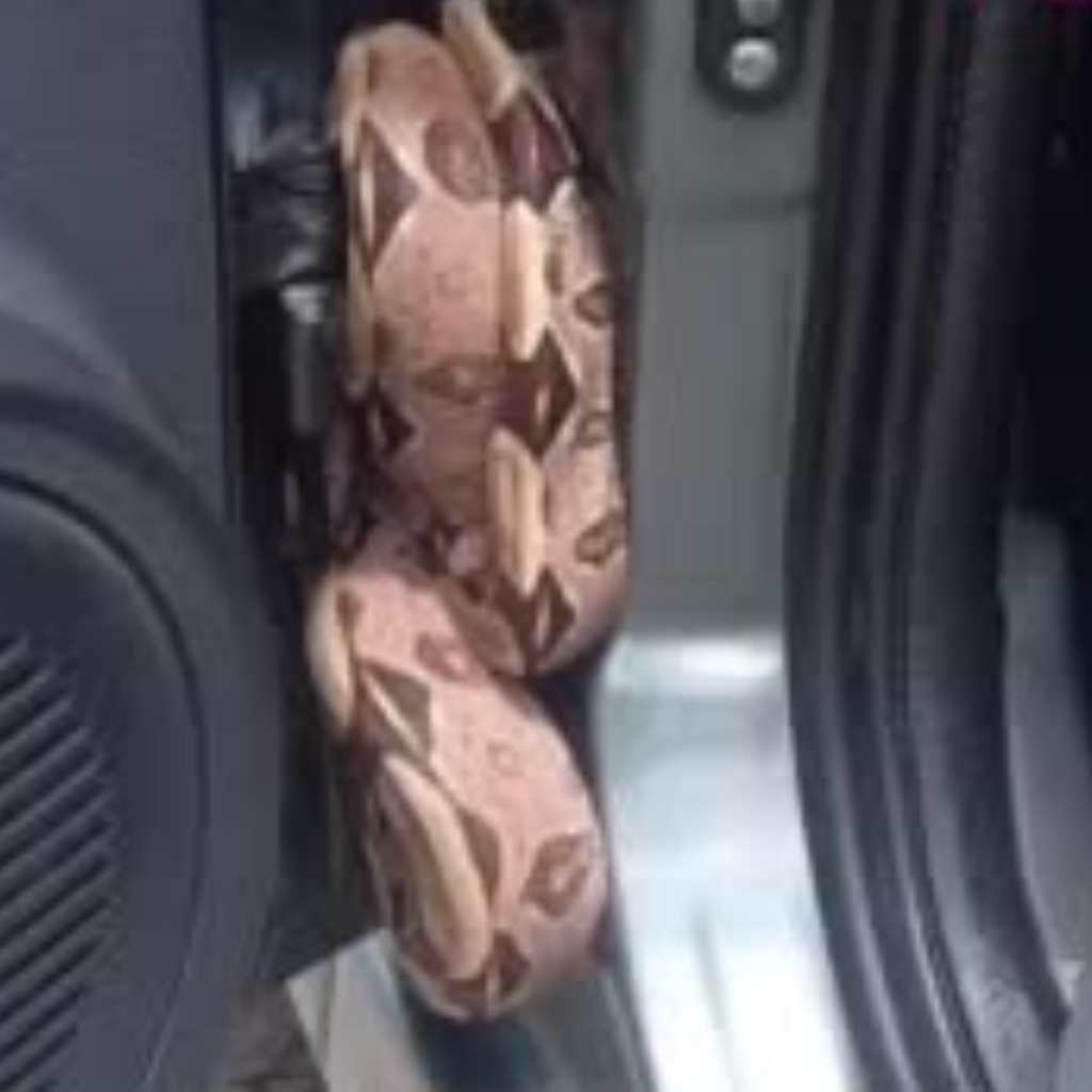 Cobra é encontrada em porta de carro em São Gonçalo do Amarante, no Ceará