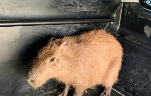 Capivara de 40 quilos é resgatada em posto de saúde em Fortaleza