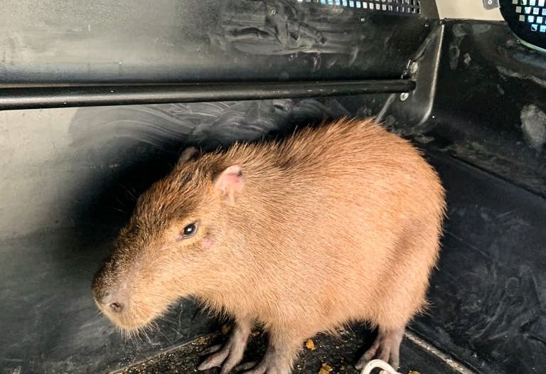 Capivara de 40 quilos é resgatada em posto de saúde em Fortaleza