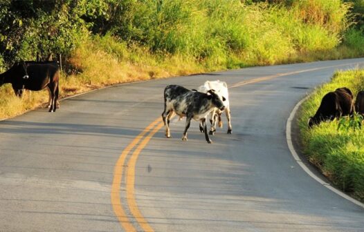 Camocim debate proposta de prevenção de acidentes com animais em rodovia após jovem colidir com vaca e morrer