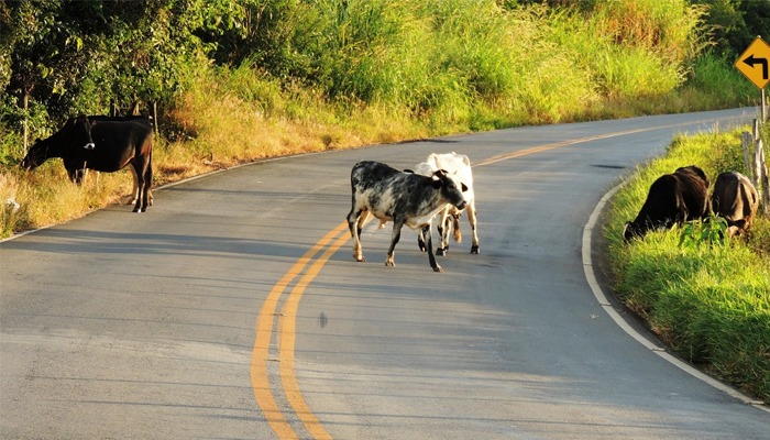 Camocim debate proposta de prevenção de acidentes com animais em rodovia após jovem colidir com vaca e morrer