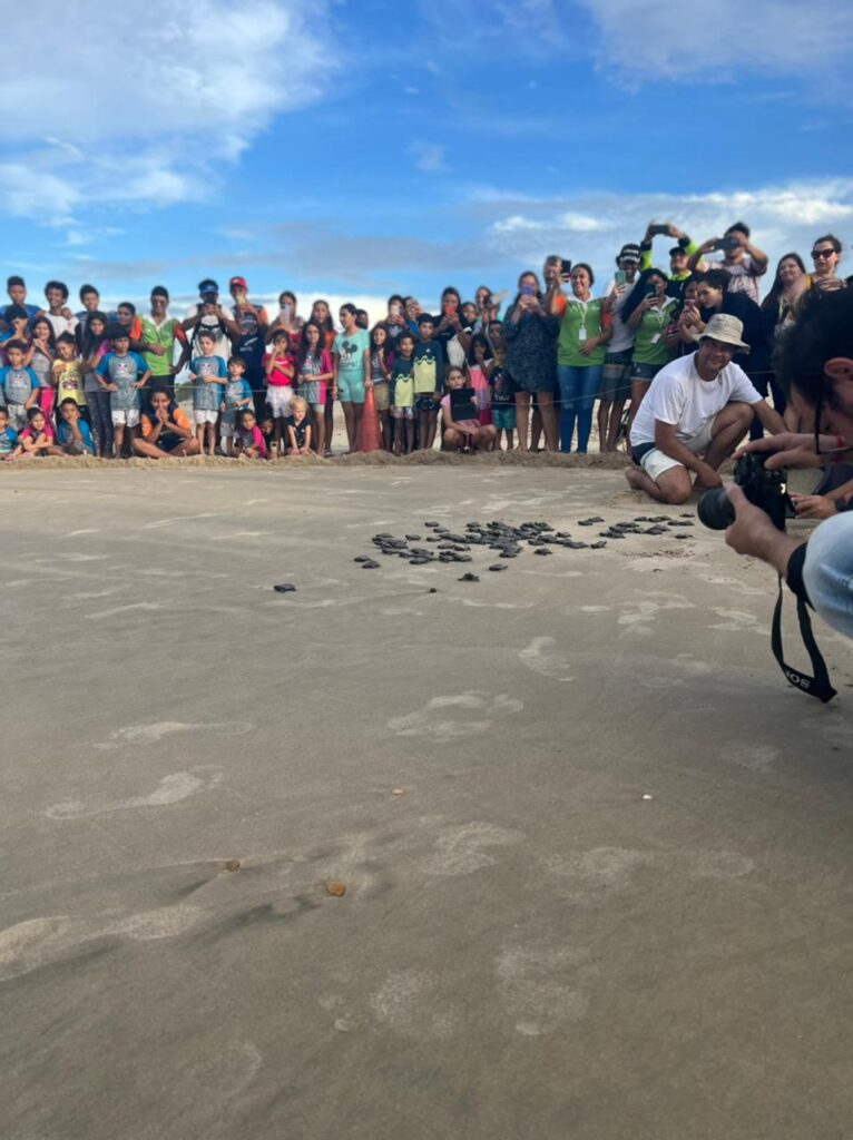 Dezenas de filhotes de tartaruga percorrem caminho até o mar em praia de Caucaia