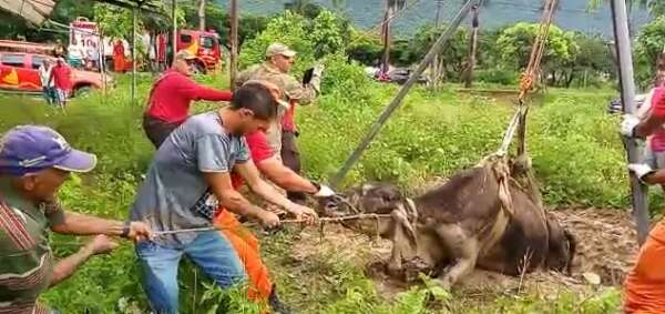 Corpo de Bombeiros resgata animal de 250 kg preso em vala no município de Maranguape