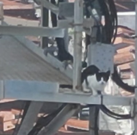 Gato é resgatado no topo de torre de 70m no Ceará