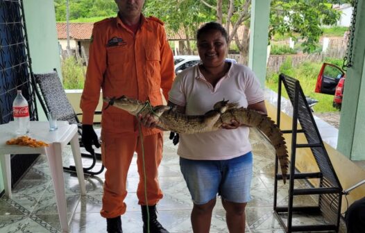 Jacaretinga é resgatada em residência no interior do Ceará