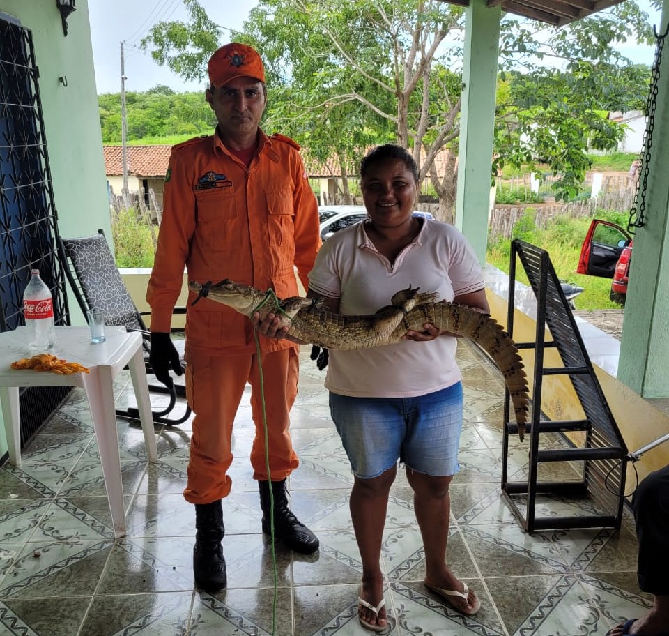 Jacaretinga é resgatada em residência no interior do Ceará