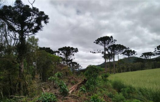 Multas por desmatamento na Amazônia aumentam 219% no 1º trimestre