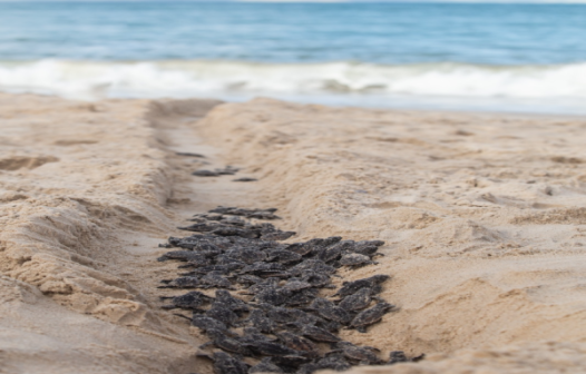 Nascimento de 156 tartarugas é registrado na Praia do Cumbuco