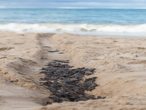 Nascimento de 156 tartarugas é registrado na Praia do Cumbuco