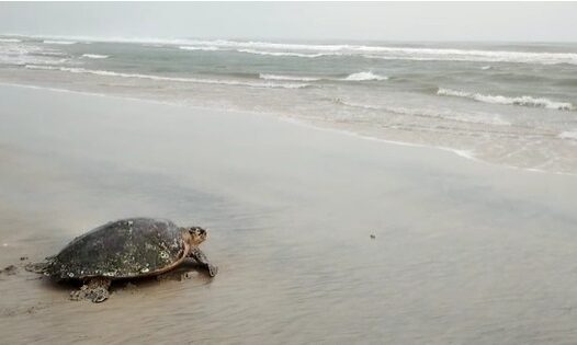 Tartaruga de pente é resgatada na praia do Cauípe, em Caucaia