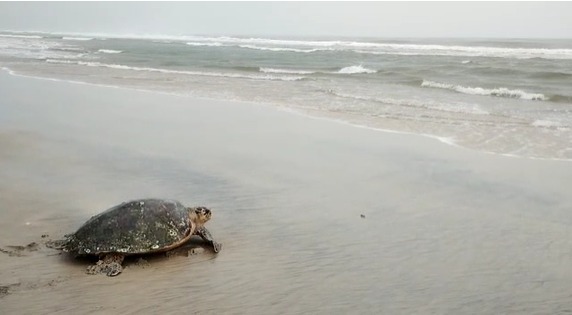 Tartaruga de pente é resgatada na praia do Cauípe, em Caucaia