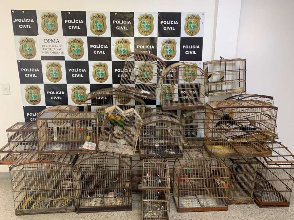 57 aves silvestres são resgatadas e suspeito de comercializar animais é detido em Fortaleza