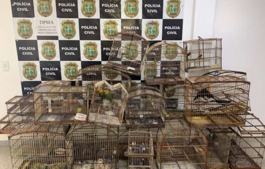 57 aves silvestres são resgatadas e suspeito de comercializar animais é detido em Fortaleza