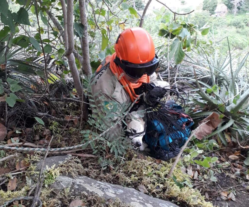 Bombeiros resgatam cão de penhasco em Baturité, no Ceará