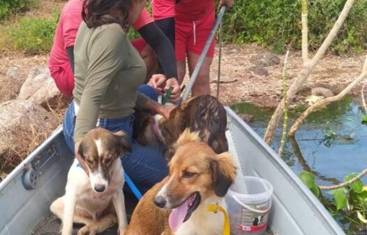 Bombeiros militares resgatam três cachorros ilhados no Açude Castanhão