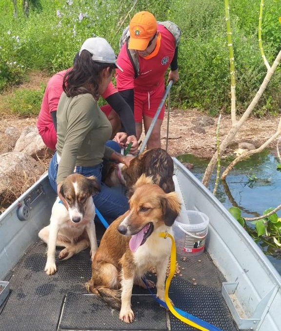 Bombeiros militares resgatam três cachorros ilhados no Açude Castanhão