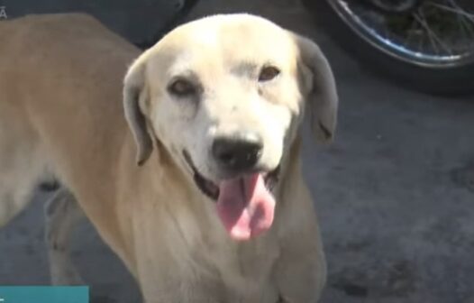 Cão à espera do dono que morreu em hospital é adotado por populares