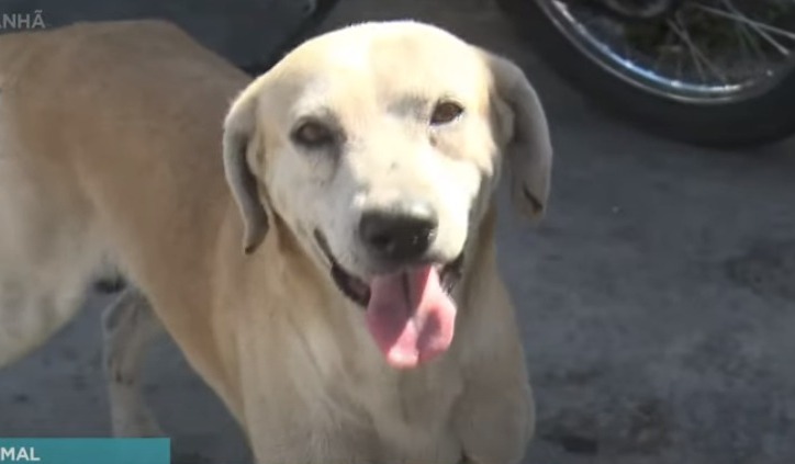 Cão à espera do dono que morreu em hospital é adotado por populares