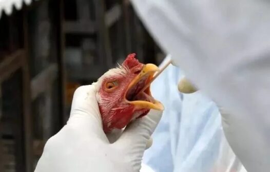 Ministério da Saúde descarta suspeita de gripe aviária em humano no Brasil