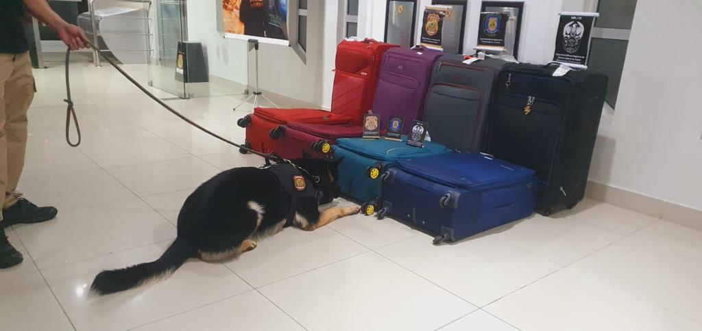 Oito passageiros são presos por tráfico internacional de drogas no Aeroporto de Fortaleza