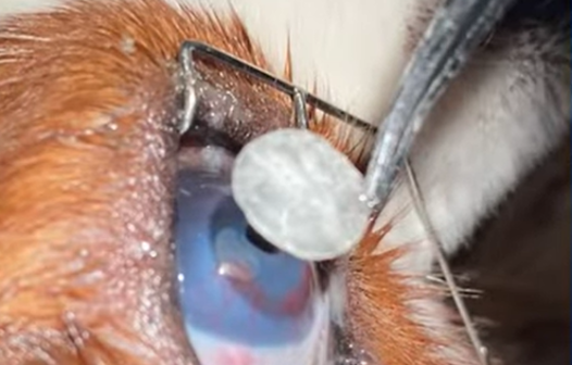 Cirurgia em olhos de pets com pele de tilápia poderá ser aplicada em humanos