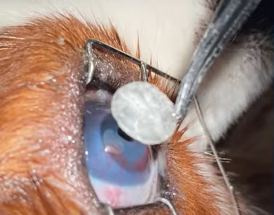 Cirurgia em olhos de pets com pele de tilápia poderá ser aplicada em humanos