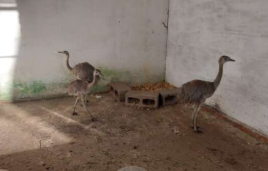 Polícia apreende 19 aves silvestres em cativeiro ilegal no Ceará