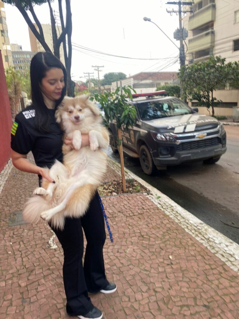 Polícia resgata filhote de Husky Siberiano agredido pelo dono