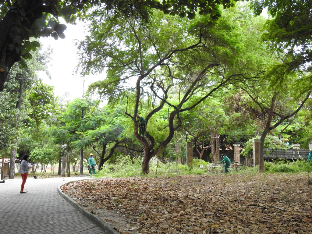 Fortaleza é condecorada com o selo "Cidade Amiga das Árvores"